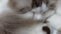 Cat Lovers Tangsel Wajib Baca, Ini Tips agar Anabul Berambut Lebat